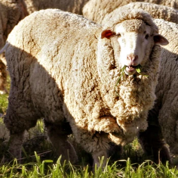 Loại len Merino tốt nhất là gì?